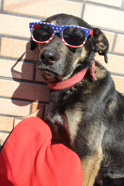 Patriot Black grande cane indossa occhiali da sole di colori americani per USA Giorno dell'indipendenza, - Foto, immagini
