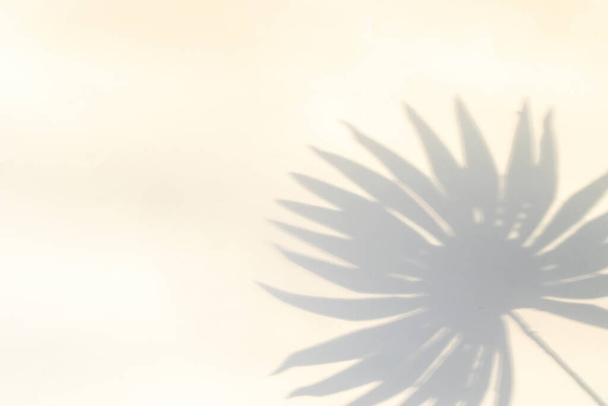 Abstrakte Schatten Sommer Hintergrund. Pflanzenblätterschatten an weißen Wänden in abstrakter tropischer Sonnenlichttextur. Tropischer Reisestrand mit minimalem Konzept. Flach lag Palmennatur - Foto, Bild