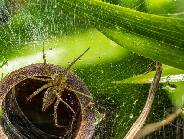 Aglaoctenus es un género de arañas lobo que se encuentra en los jardines - Foto, Imagen