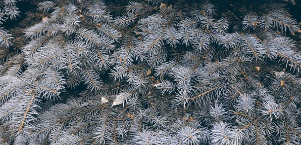 Beautiful green fir-tree texture. Art design decor for holiday background - Photo, Image