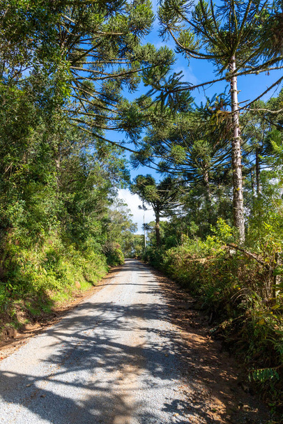 Schmutzige Straße mit umgebendem Wald, Santa Maria do Herval, Rio Grande do Sul, Brasilien - Foto, Bild