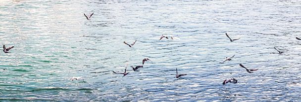 Birds over lake Zurich in Switzerland, nature and environment - 写真・画像