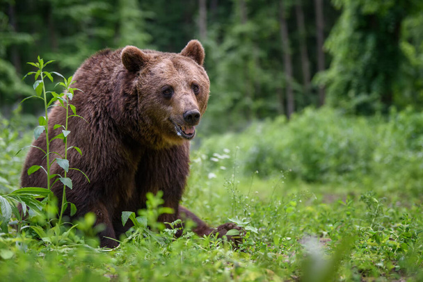 Wild Brown Bear (Ursus Arctos) στο καλοκαιρινό δάσος. Ζώο σε φυσικό περιβάλλον. Άγρια ζωή σκηνή - Φωτογραφία, εικόνα
