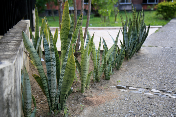 salvador, bahia, brasilien - 18. Juni 2021: Sansevieria trifasciata Pflanze, bekannt als Schwert von Sao Jorge wird in Salvador City gesehen.  - Foto, Bild