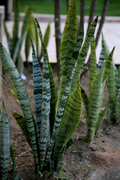 salvador, bahia, brazil - 18 juni 2021: Sansevieria trifasciata plant, bekend als zwaard van Sao Jorge wordt gezien in Salvador stad.  - Foto, afbeelding