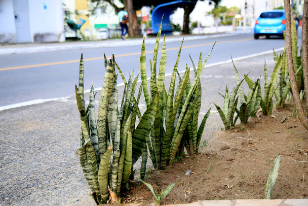 salvador, bahia, brasilia - kesäkuu 18, 2021: Sansevieria trifasciata kasvi, joka tunnetaan nimellä Sword of Sao Jorge nähdään Salvador kaupunki.  - Valokuva, kuva