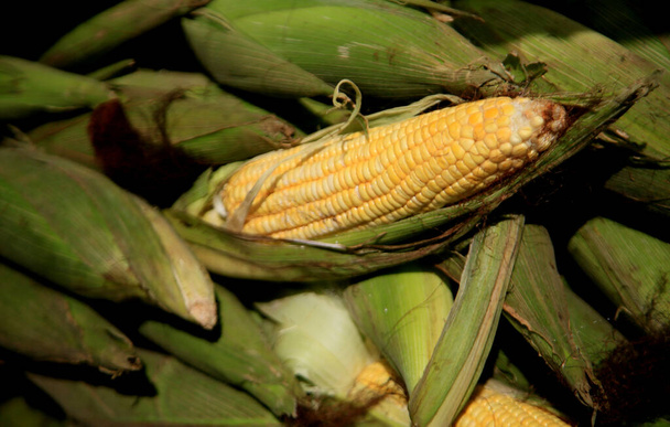 salvador, bahia, brazil - june 18, 2021: Green corn is seen for sale in open fair in Salvador city. - Photo, Image