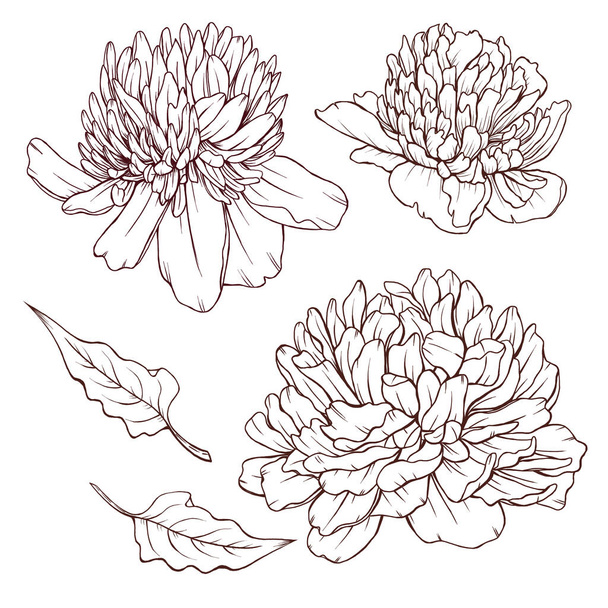 Elegant black peonies sketch, blooming summer flowers drawing, hand drawn peony, leaves, botanical illustration - 写真・画像
