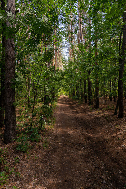 Árnyékos sikátor a nyári erdőben - Fotó, kép