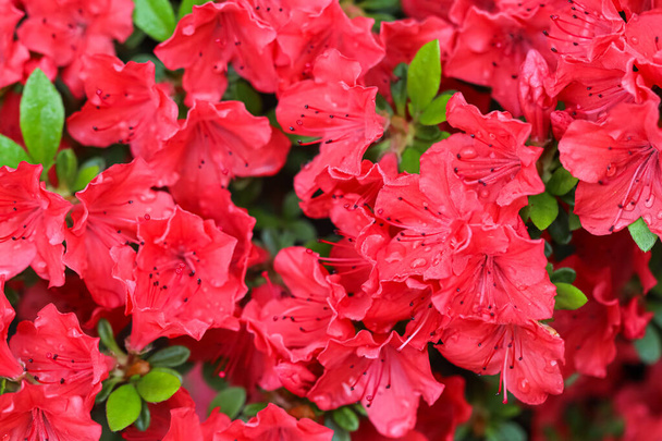 Kukkivat punaiset atsalean kukat kastepisaroilla kevätpuutarhassa - Valokuva, kuva