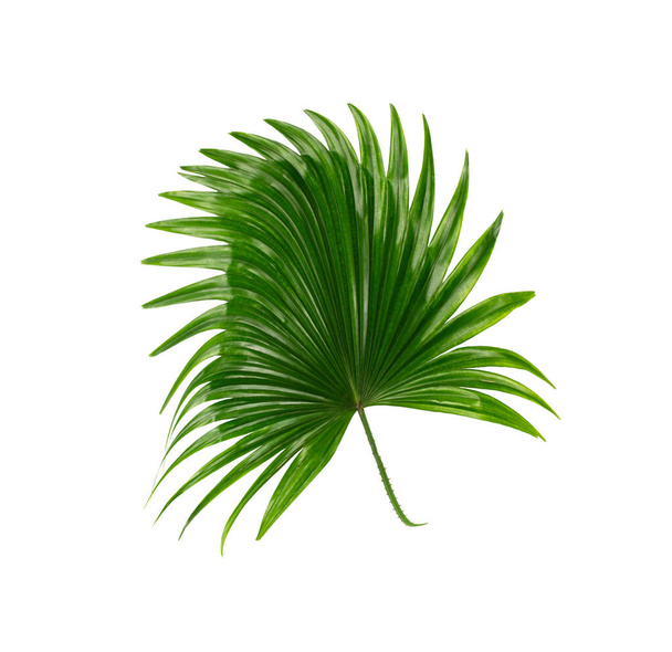 Green leaves of palm tree on white background - Photo, Image