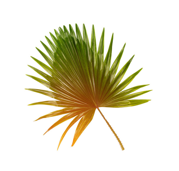 Palmiye ağacının yeşil yaprağı - Fotoğraf, Görsel