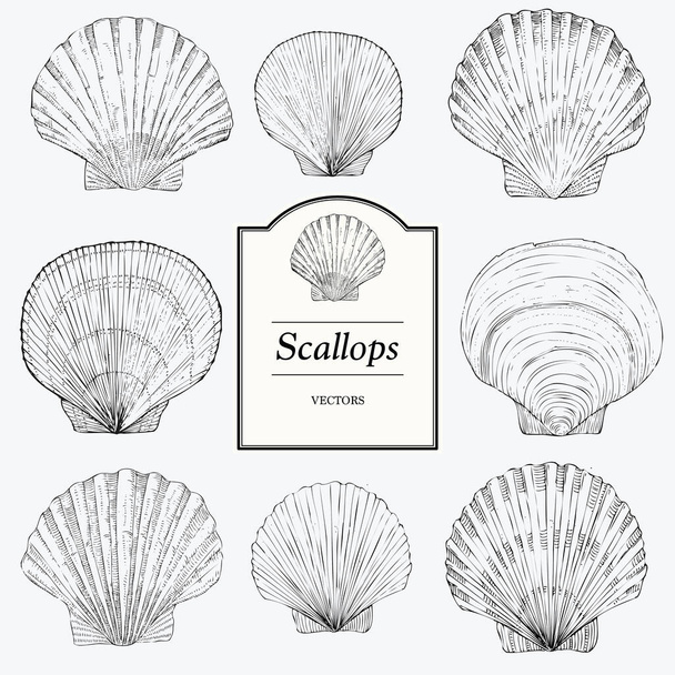 Handgetekende Scallop Shell Vectoren - Vector, afbeelding