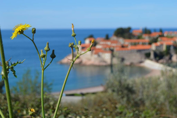 Sveti Stefan, Montenegro, Mittelmeer Blick auf berühmte Insel und Resort mit Felddistel im Vordergrund. - Foto, Bild