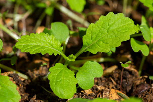 Młode rośliny nasion gorczycy czarnej (Brassica nigra) - Zdjęcie, obraz