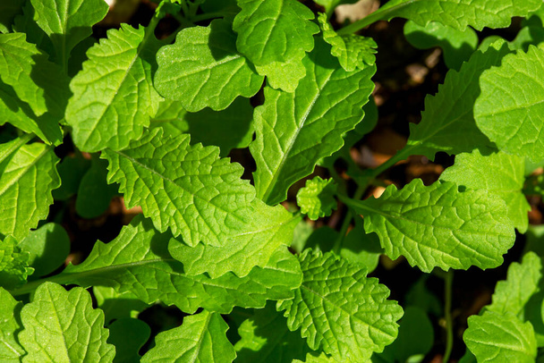 Mladé rostliny černé hořčice (Brassica nigra) semena - Fotografie, Obrázek