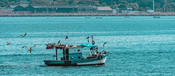 ブラジルのリオデジャネイロ州グアナバラ湾の海鳥に囲まれた漁船。伝統的な漁師や家族経済体制によって自律的に行われます.  - 写真・画像