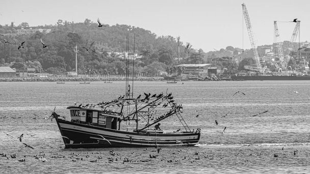 Barco pesquero rodeado de aves marinas en la Bahía de Guanabara, Río de Janeiro, Brasil. La pesca artesanal es practicada autónomamente, por pescadores tradicionales, o en un régimen de economía familiar.  - Foto, imagen