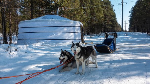 Black and white Siberian huskies are harnessed, resting on a snowy road. Tongues stick out from open mouths. Behind a blue sleigh, a white yurt. Coniferous forest on the roadside. Sunny day. Siberia - Photo, Image