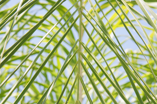 Immagine estiva di una foglia di palma verde sul cielo blu. Concetto astratto naturale. - Foto, immagini