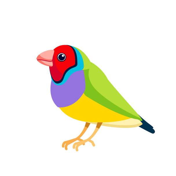 Gouldianský pěnkava nebo pěnkava, pěnkava nebo pěnkava duhová, je barevný kolemjdoucí pták, který je původem z Austrálie. Exotické ptačí karikatura ploché vektorové ilustrace izolované na bílém - Vektor, obrázek