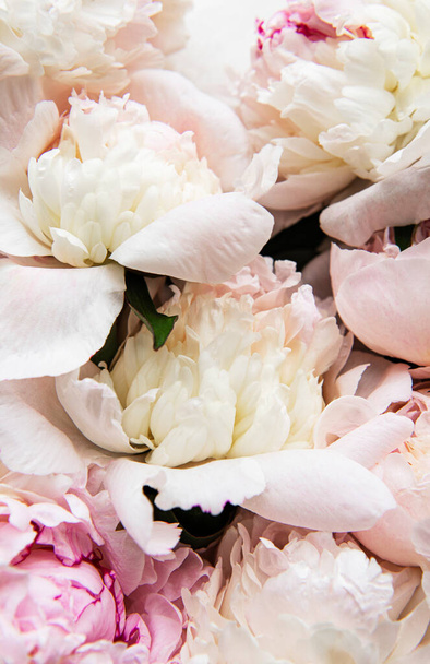 Fris licht roze pioenroos bloemen als een natuurlijke achtergrond - Foto, afbeelding