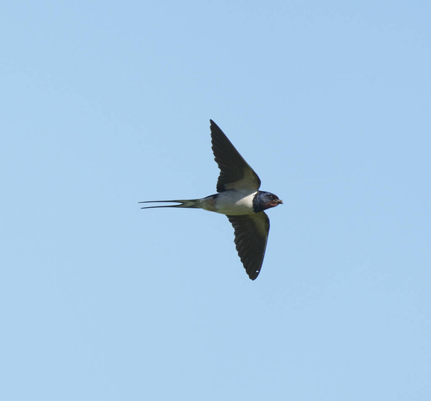 Schwalbe, hirundo rustica, einzelner Vogel im Flug, pembrokeshire, Juni 2021 - Foto, Bild