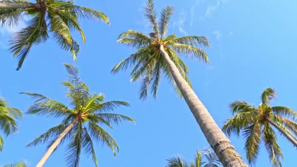 close-up beelden van prachtige palmbomen op hemelse achtergrond - Video