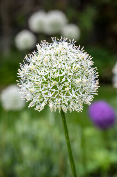 The flowers of the Allium stipitatum. Also known as the Ornamental Onion - Photo, Image
