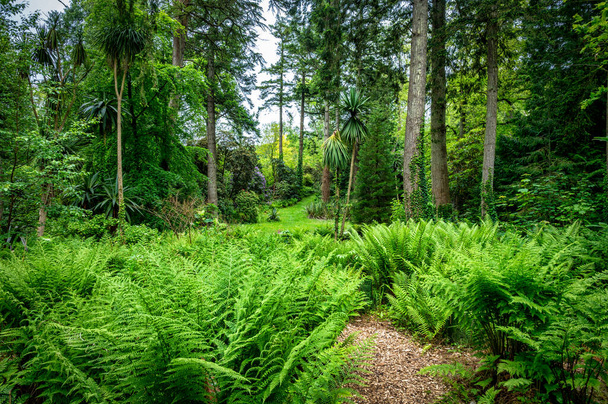 İrlanda 'da çekilen eğreltiotu ve palmiye ağaçları ile yemyeşil orman arka planı - Fotoğraf, Görsel