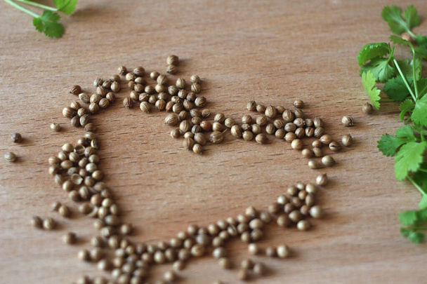 coriander seeds and grown green coriander on a wooden board - Photo, Image
