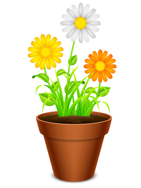 Flowers in a pot. - Vector, Image