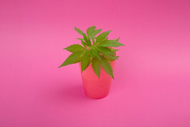 όμορφο φυτό κάνναβης σε ροζ φόντο - Φωτογραφία, εικόνα