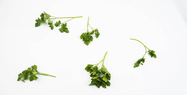 Sprig of fresh green parsley on a white background. - Photo, Image