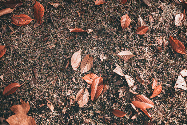 коричневые и оранжевые листья - Фото, изображение