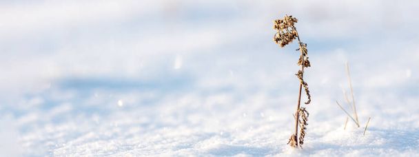 Dőlve száraz fűszál fehér háttér hó téli horoszintális banner. téli harmónia - Fotó, kép