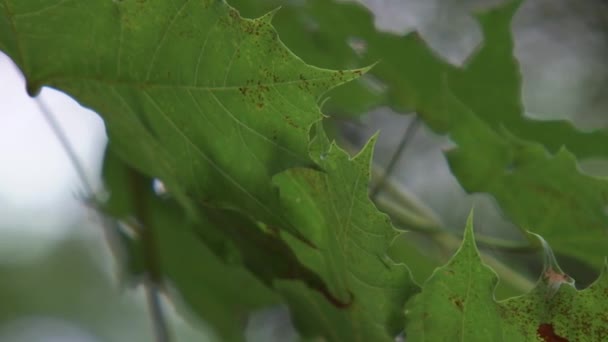 Een close-up van een groene plant - Video