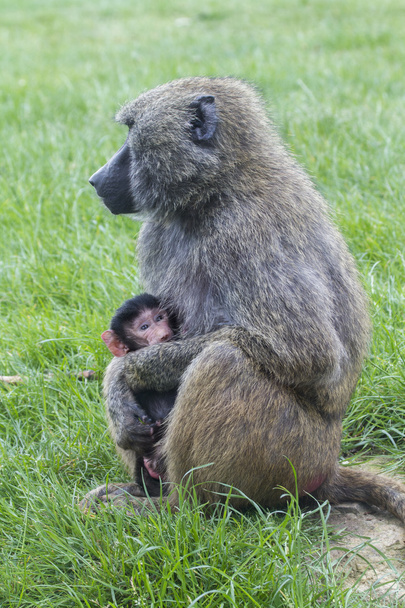 Mother and Baby - Zdjęcie, obraz