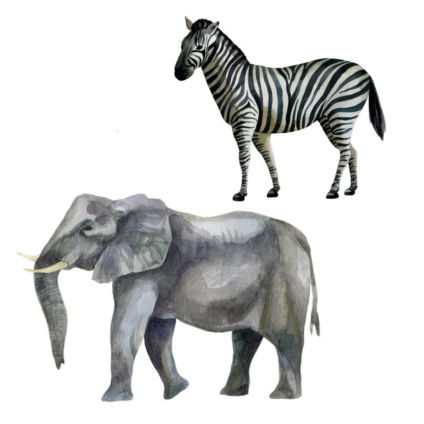 Watercolor illustration set. African tropical animals hand-drawn in watercolor. Zebra, elephant. - Fotó, kép