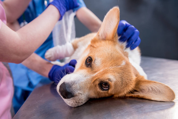 Veterinarian team bandages the paw of a sick Corgi dog - Φωτογραφία, εικόνα