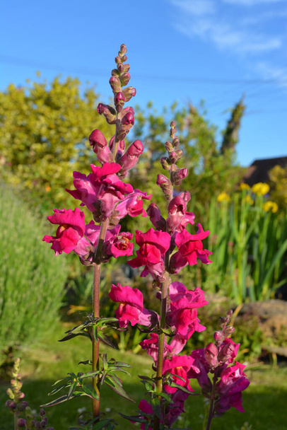 Fiore Snapdragon, noto anche come Antirrhinum, pop di colore in un giardino primaverile, Regno Unito - Foto, immagini