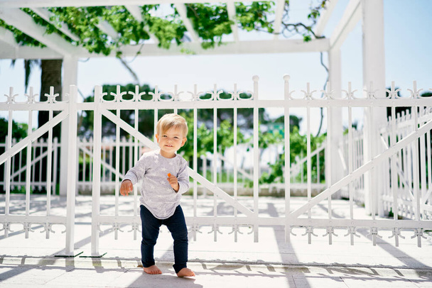 Kid stands at a white metal fence entwined with greenery and holds a carrot in his hand - Foto, immagini