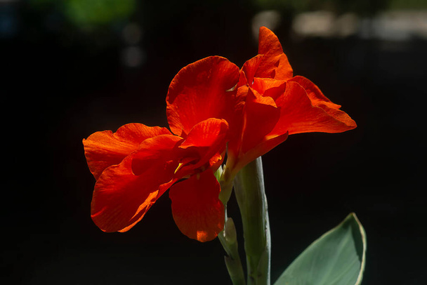 Close up Orange Indian shot flower with light on dark blur background. (Scientific name Canna indica) - 写真・画像