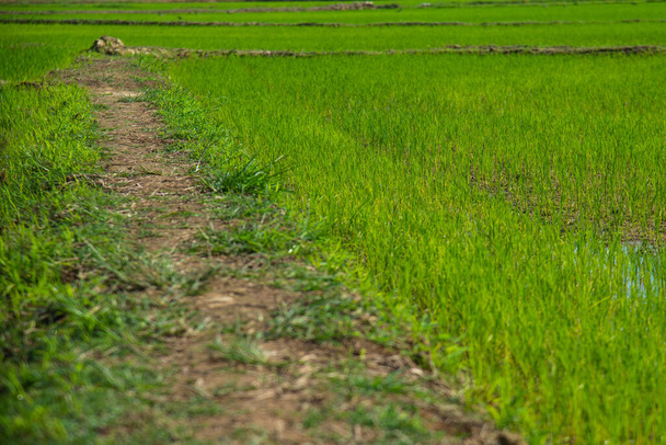 Valikoiva keskittyminen polkua vieressä vauva vihreä riisi kenttä maatalouden käsite - Valokuva, kuva