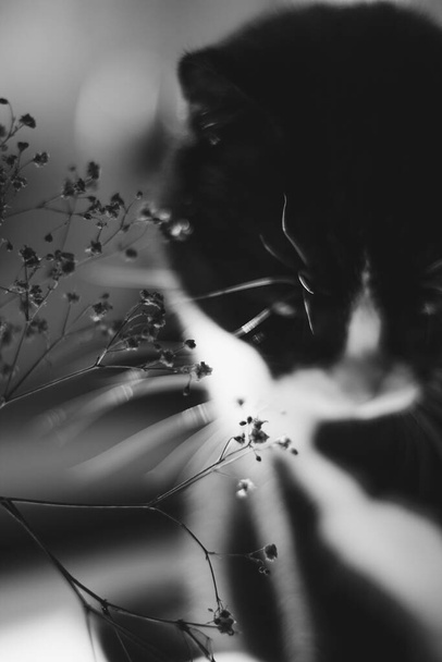 Foto en blanco y negro. Un gato negro con cuello blanco mira las flores de verano iluminadas por el sol. - Foto, Imagen