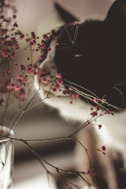 fekete macska -val egy fehér nyak hordoz egy rózsaszín nyár virág -ban egy üveg váza -ban egy asztal. - Fotó, kép