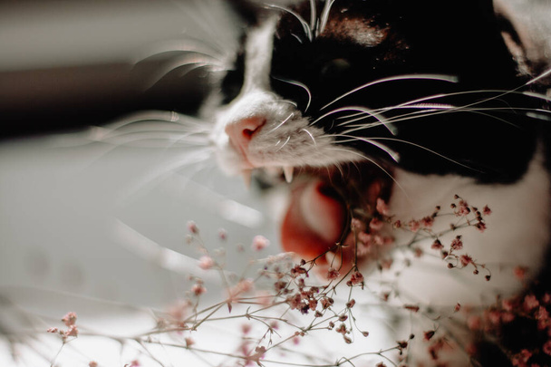 Beyaz boyunlu siyah kedi, ağzı açık, beyaz bir masada uzanmış pembe yaz çiçekleri yiyor.. - Fotoğraf, Görsel