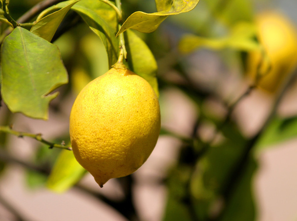 sarı limon meyve tabanı üzerinde - Fotoğraf, Görsel