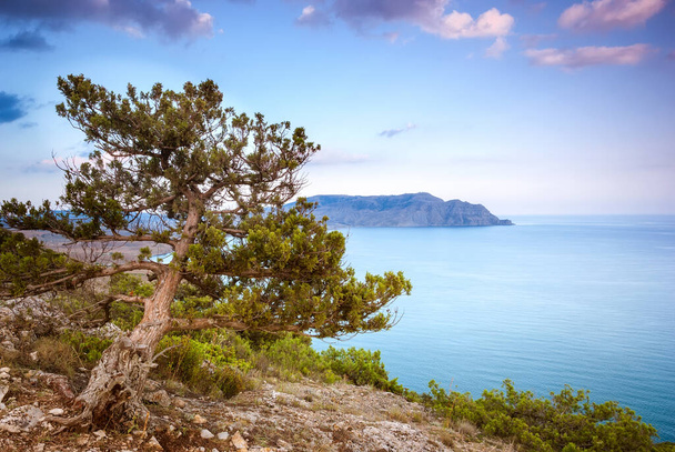 Sudak, Crimea - Crimean pine against the backdrop of the Crimean mountains, turquoise sea and sunset sky with beautiful clouds. - Foto, Bild