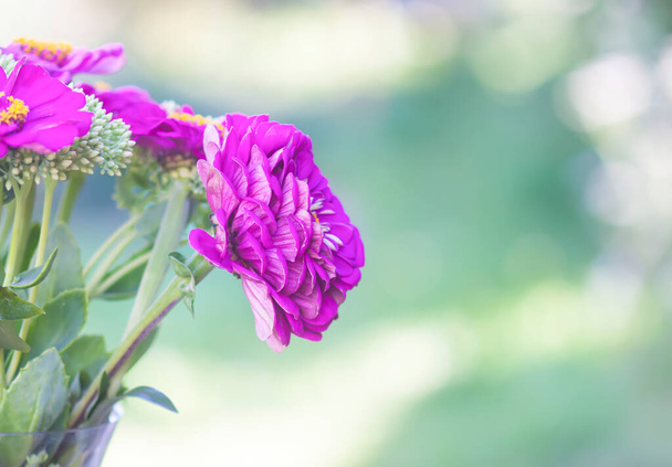 Purple zinnia flowers. Ornamental plants. - Foto, afbeelding
